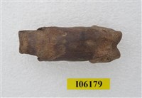 藏品(虎掌骨指骨)的圖片